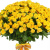 Букет из 51 желтой кустовой розы