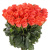 Букет из 55 коралловых роз Букет из 55 коралловых роз