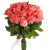 Букет из 25 коралловых роз Букет из 25 коралловых роз