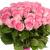 Букет из 55 розовых роз Букет из 55 розовых роз